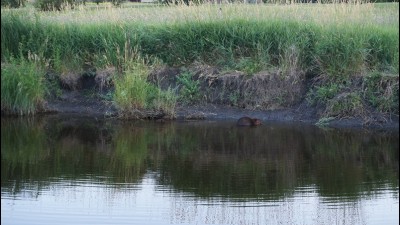스터젼 크릭(Sturgeon Creek)의 비버(Beaver) 두 마리와 오리 한 가족