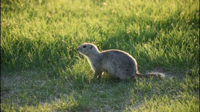 오크 수림 습지(Oak Hammock Marsh)의 귀여운 얼룩 다람쥐들(ground squirrels)