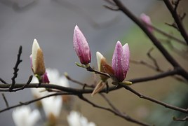 magnolia-952724__180.jpg