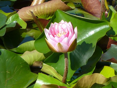 water-lily-198972__340.jpg
