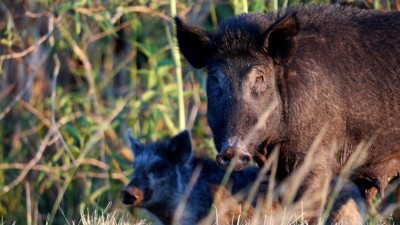 야생 돼지는 캐나다 최악의 침입종 중 하나로 잡고 있어