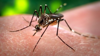 매니토바주에서 웨스트 나일 바이러스(West Nile virus)를 옮기는 모기가 발견돼