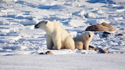 서부 허드슨 만(the Western Hudson Bay)에 사는 북극곰들(polar bears) 감소가 예상보다 훨씬 크다고 연구자들은 말해