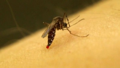 웨스트 나일 바이러스(West Nile virus)를 옮기는 모기들이 한 매니토바 지역사회에서 발견돼