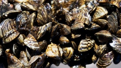매니토바 주정부는 얼룩말 홍합(zebra mussels) 때문에 라이딩 마운틴 국립공원(Riding Mountain National Park)에 있는 호수를 폐쇄할 수도 있다고 밝혀