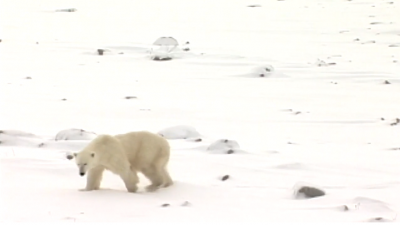 처칠 북부 연구 센터는 북극곰 연구 개선에 83,000달러 지원금이 사용되기를 희망해
