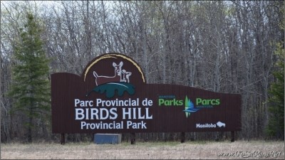 버즈 힐 주립공원(Birds Hill Provincial Park) 하이킹 (3) - 빙하가 녹으면서 생긴 에스커 둘레길(Esker Trail)