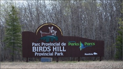 버즈 힐 주립공원(Birds Hill Provincial Park) 하이킹 (4) - 구불 구불 돌아가는 블루스템 둘레길(Bluestem Trail)