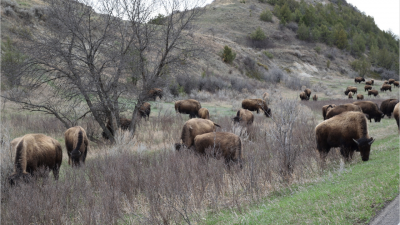 어째서 그 많던 북미 들소 바이슨(bison)은 주위에서 보기가 힘들어 졌을까 -  바이슨의 멸종 위기