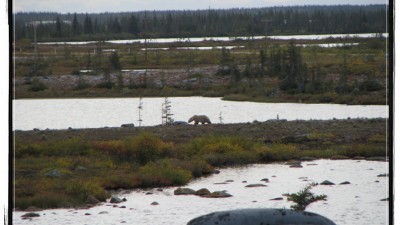 북극곰(Polar Bear) 관광 - 매니토바주 처칠(Manitoba Churchill)