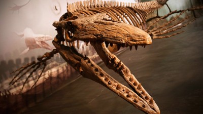매니토바주에서 약 8천만년전 바다 공룡화석 발굴중