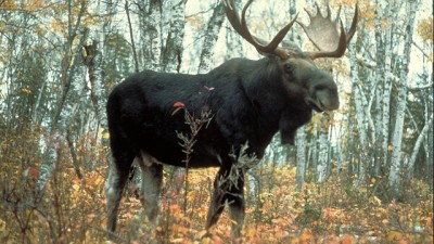 무스(moose) 사냥금지가 개체증가에 도움돼