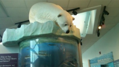 오늘 국제 북극곰 보존 센터 개장 - 아시니보인공원 동물원